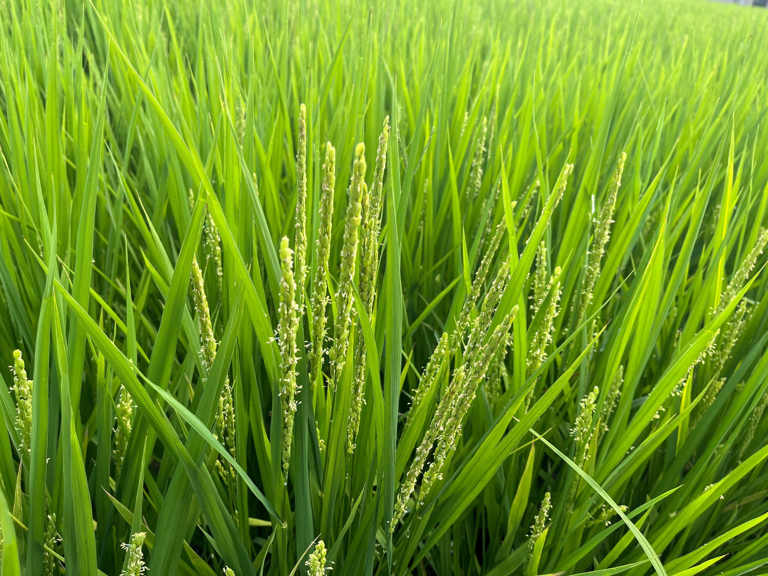 投稿についてもっと詳しく 令和5年　ヒノヒカリ水稲出穂情報　（水稲管理）